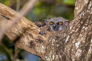 Lemur drobný